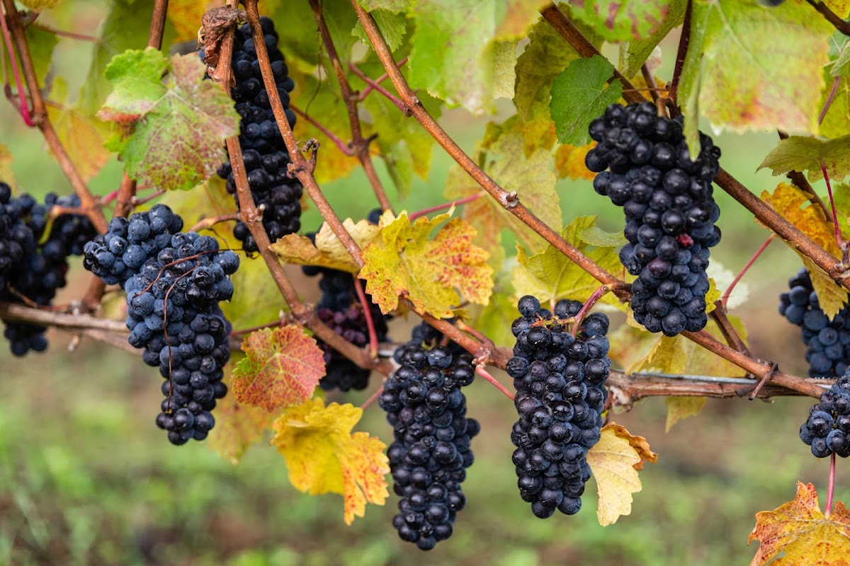 Stomp by Croft Vineyards